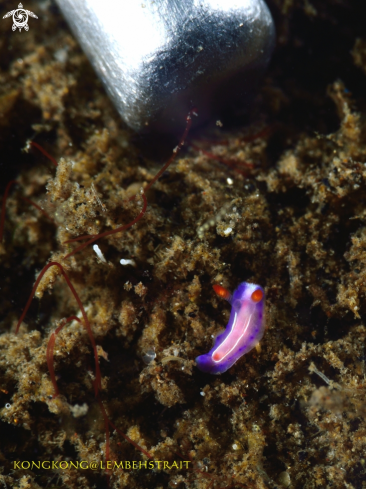 A Nudibranch