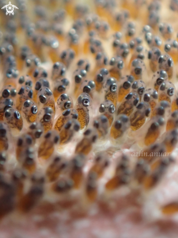 A Pink anemone clownfish eggs