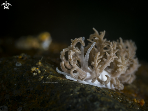 A Phyllodesmium pinnatum  | The Solar-powered Nudibranch