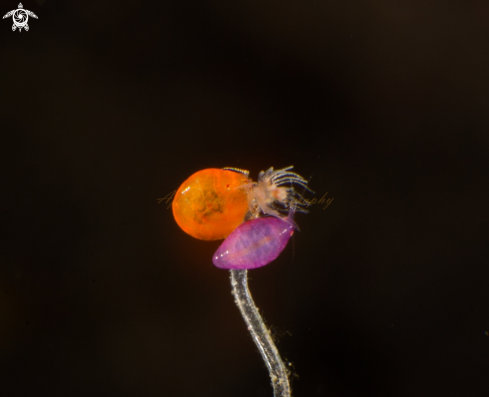 A amphipod  | ladibugs