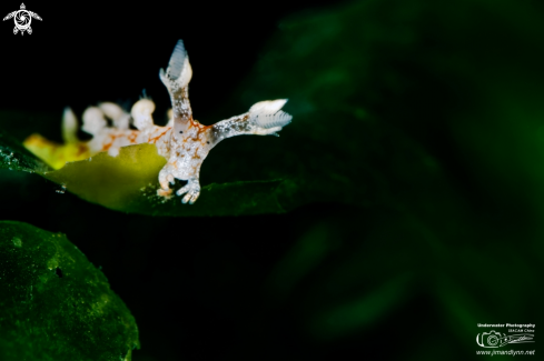 A Bornella Stellifer