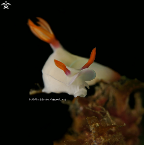 A Nudibranch