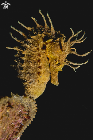A Hippocampus guttulatus