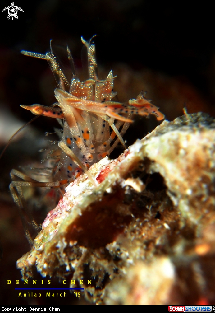 A Tiger Shrimp (Phyllognathia ceratophthalma)