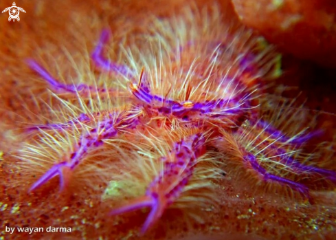 A Pink squat lobster