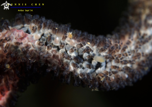 A Damselfish eggs