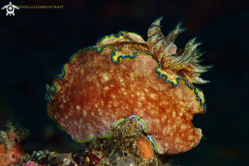 A Nudibranch