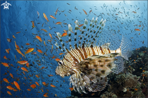 A Lionfish