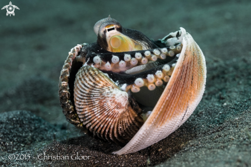 A Coconut octopus