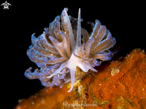 A Phyllodesmium crypticum | Cryptic nudi