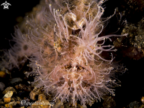 A Antennarius striatus | Hairy Frogfish