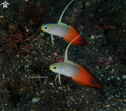 A Nemateleotris magnifica | Fire goby