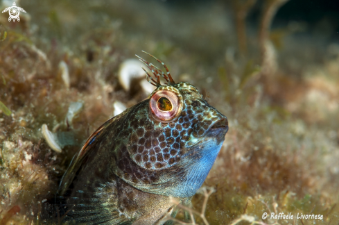 A Blenny