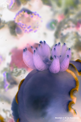 A Nudibranch