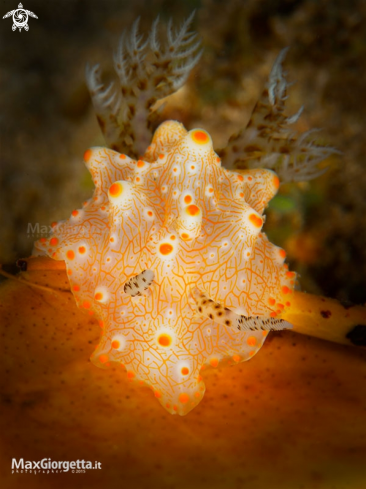 A nudibranch