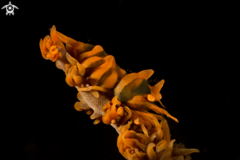 A black coral shrimp 