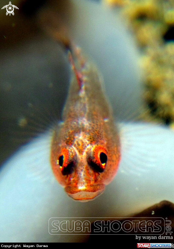 A Goby 