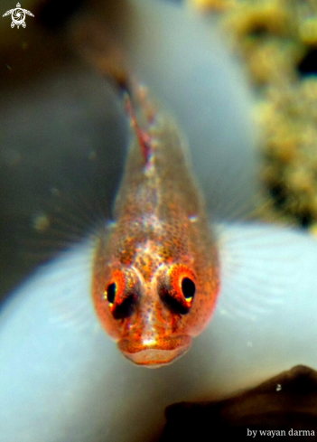 A Goby 