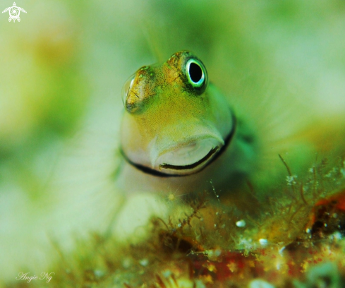 A Goby