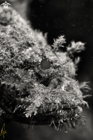 A Scorpaena plumeri | spoted scorpionfish