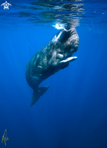 A Sperm Whale