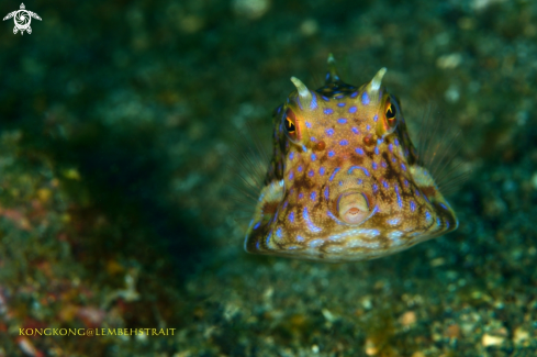 A Cowfish