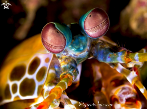 A Peacock Mantis Shrimp