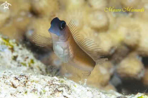 A Blenny