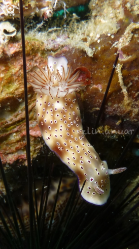 A Hypselodoris tryoni | Hypselodoris tryoni