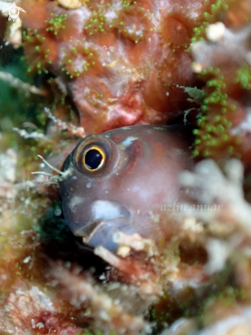 A Blennioidei