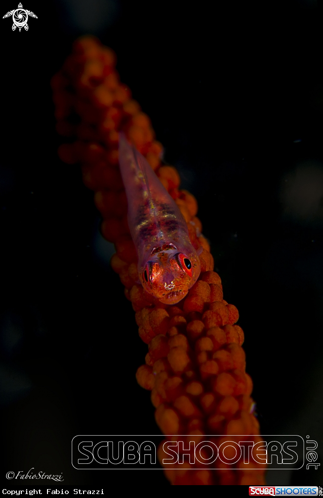 A Whip Coral Goby