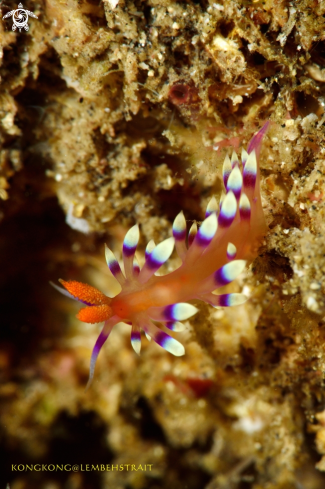 A Nudibranch Flebellina marcusorum