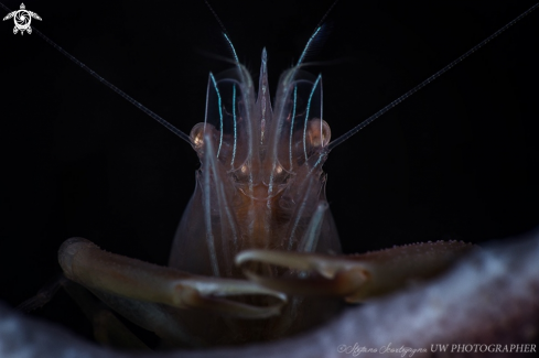 A Thaumastocaris streptopus  | Thaumastocaris streptopus (Commensal Sponge Shrimp) 