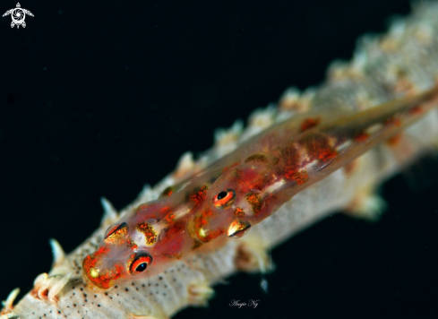 A Goby