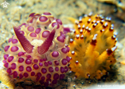 A Janolus sp and savinkini 