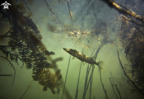 A underwater creature