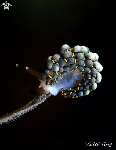 A Trinchesia (Cuthona) yamasui | Nudibranch