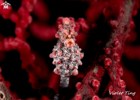 A Pymy Seahorse