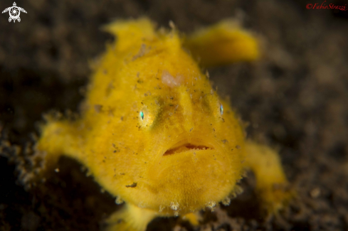 A Frogfish 