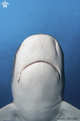 A Carcharhinus perezi | Grey shark