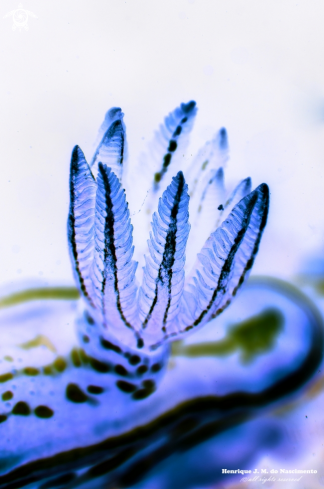 A Felimare villafranca | Nudibranch