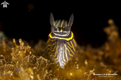 A Nudibranch