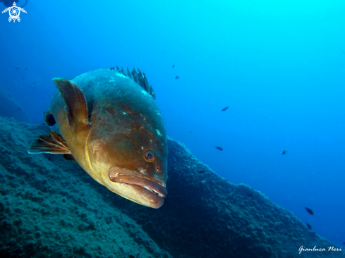 A Epinephelus marginatus | Cernia