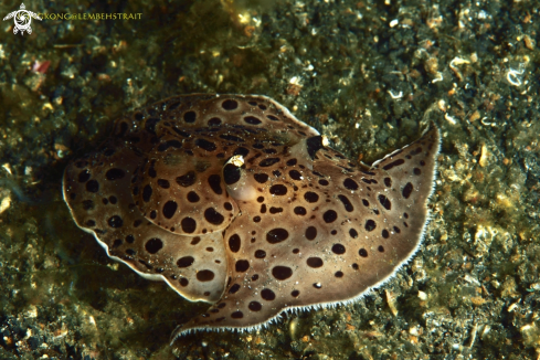 A Euselenops luniceps nudibranch