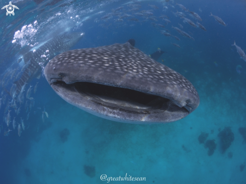 A Rhincodon typus | Whale Shark