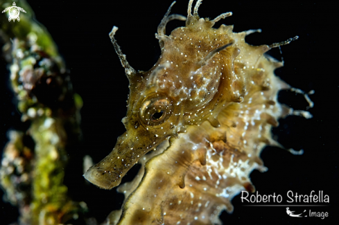 A Hippocampus | Seahorse 