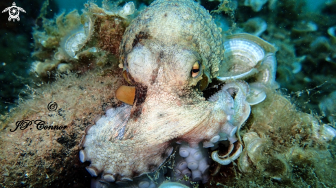 A Octopus Vulgaris | Pieuvre