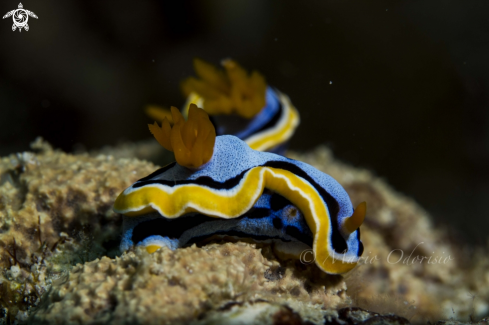 A Chromodoris annae | 