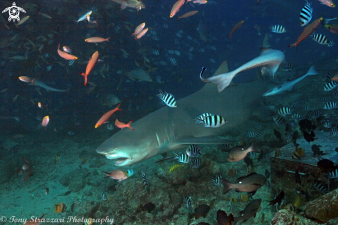 A Carcharhinus leucas | Bull Shark