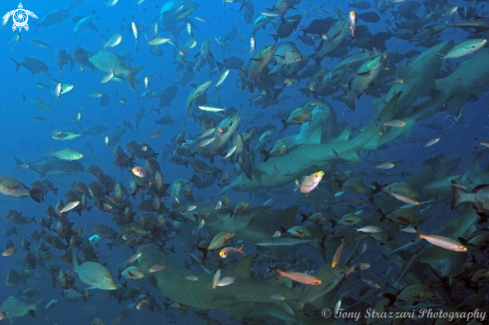 A Many species including Lemon Sharks and Giant Trevally